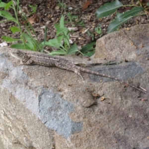 Amphibolurus muricatus at Paddys River, ACT - 25 Jan 2022