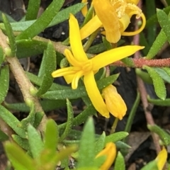 Persoonia chamaepeuce (Dwarf Geebung) at Mount Clear, ACT - 24 Jan 2022 by RAllen