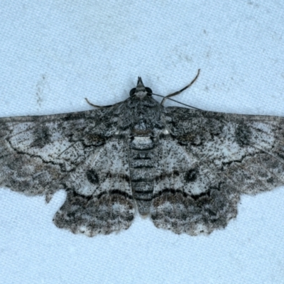 Cleora goldfinchi (4-spotted Bark Moth) at Lilli Pilli, NSW - 23 Jan 2022 by jb2602