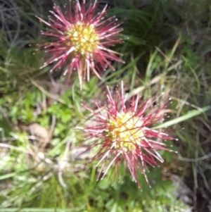 Acaena novae-zelandiae at Mount Clear, ACT - 23 Jan 2022 10:45 AM