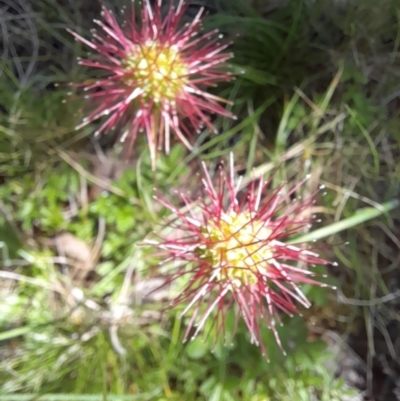 Acaena novae-zelandiae (Bidgee Widgee) at Mount Clear, ACT - 23 Jan 2022 by VanceLawrence