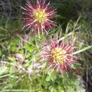 Acaena novae-zelandiae at Mount Clear, ACT - 23 Jan 2022 10:45 AM