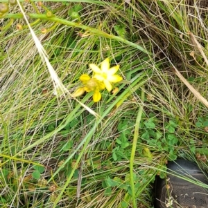 Bulbine sp. at Mount Clear, ACT - 24 Jan 2022 04:21 PM