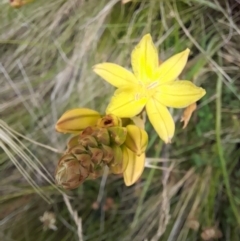 Bulbine sp. at Mount Clear, ACT - 24 Jan 2022