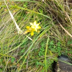 Bulbine sp. at Mount Clear, ACT - 24 Jan 2022