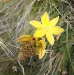 Bulbine sp. at Mount Clear, ACT - 24 Jan 2022