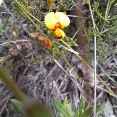 Mirbelia oxylobioides (Mountain Mirbelia) at Mount Clear, ACT - 24 Jan 2022 by VanceLawrence