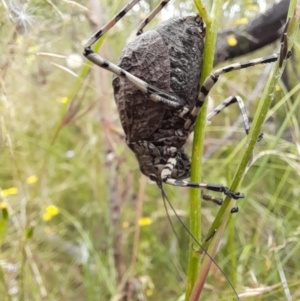 Acripeza reticulata at Mount Clear, ACT - 24 Jan 2022