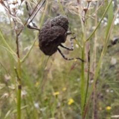 Acripeza reticulata at Mount Clear, ACT - 24 Jan 2022