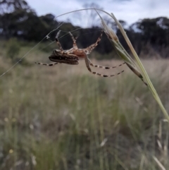 Plebs bradleyi at Mount Clear, ACT - 24 Jan 2022 04:10 PM