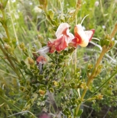 Mirbelia oxylobioides at Mount Clear, ACT - 24 Jan 2022