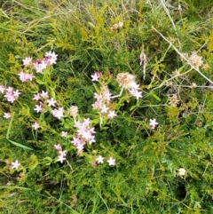 Mirbelia oxylobioides at Mount Clear, ACT - 24 Jan 2022