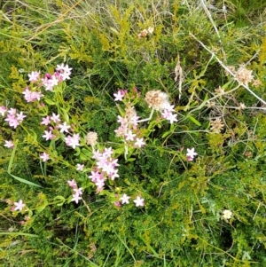 Mirbelia oxylobioides at Mount Clear, ACT - 24 Jan 2022