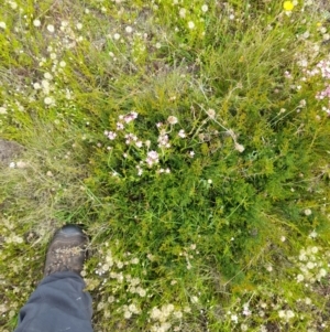 Mirbelia oxylobioides at Mount Clear, ACT - 24 Jan 2022