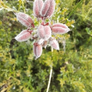 Mirbelia oxylobioides at Mount Clear, ACT - 24 Jan 2022