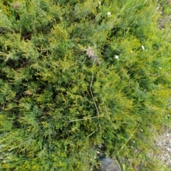 Mirbelia oxylobioides at Mount Clear, ACT - 24 Jan 2022 04:28 PM