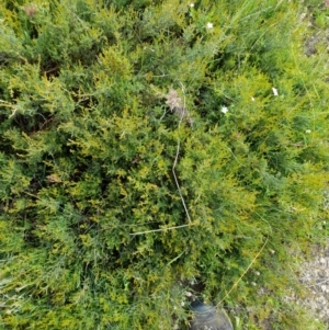 Mirbelia oxylobioides at Mount Clear, ACT - 24 Jan 2022