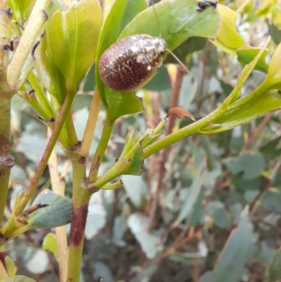 Paropsisterna decolorata (A Eucalyptus leaf beetle) at Mount Clear, ACT - 24 Jan 2022 by VanceLawrence
