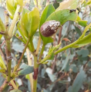 Paropsisterna decolorata at Mount Clear, ACT - 24 Jan 2022