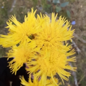 Podolepis hieracioides at Mount Clear, ACT - 24 Jan 2022