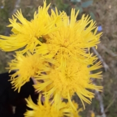 Podolepis hieracioides at Mount Clear, ACT - 24 Jan 2022