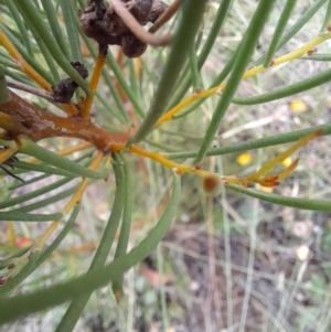 Hakea microcarpa at Mount Clear, ACT - 24 Jan 2022