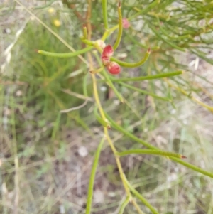 Hakea microcarpa at Mount Clear, ACT - 24 Jan 2022