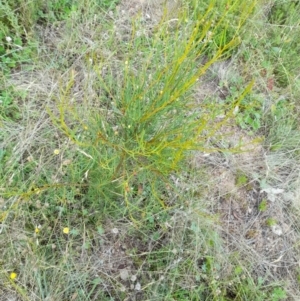 Hakea microcarpa at Mount Clear, ACT - 24 Jan 2022