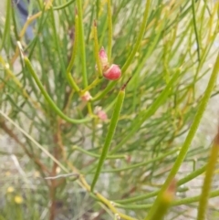 Hakea microcarpa at Mount Clear, ACT - 24 Jan 2022