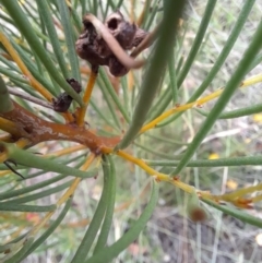 Hakea microcarpa at Mount Clear, ACT - 24 Jan 2022