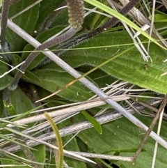 Plantago sp. at Booth, ACT - 25 Jan 2022 11:40 AM