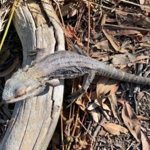 Pogona barbata at Aranda, ACT - 26 Jan 2022