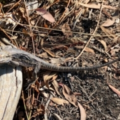 Pogona barbata at Aranda, ACT - 26 Jan 2022