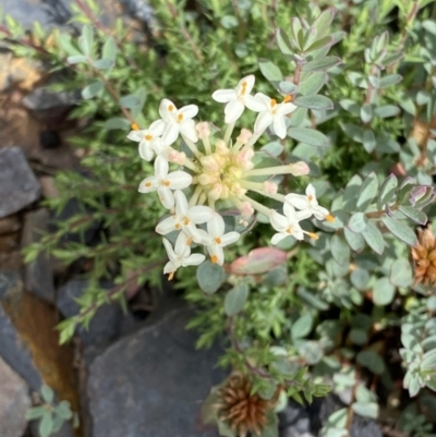Pimelea linifolia subsp. linifolia (Queen of the Bush, Slender Rice-flower) at Booth, ACT - 25 Jan 2022 by RAllen