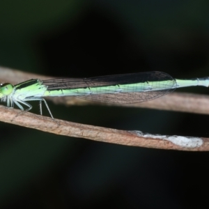 Ischnura aurora at Pialligo, ACT - 14 Jan 2022