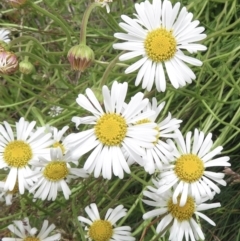 Brachyscome aculeata (Hill Daisy) at Cotter River, ACT - 20 Jan 2022 by RobParnell