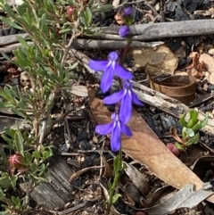 Lobelia simplicicaulis at Mount Clear, ACT - 24 Jan 2022 by RAllen