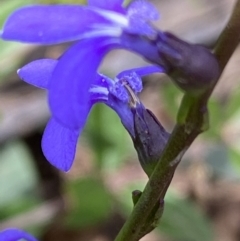 Lobelia simplicicaulis at Mount Clear, ACT - 25 Jan 2022 10:20 AM