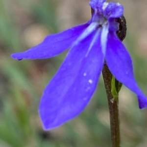 Lobelia simplicicaulis at Mount Clear, ACT - 25 Jan 2022 10:20 AM