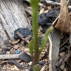 Lobelia simplicicaulis at Mount Clear, ACT - 25 Jan 2022 10:20 AM