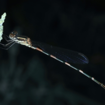 Austrolestes leda (Wandering Ringtail) at Pialligo, ACT - 14 Jan 2022 by jbromilow50