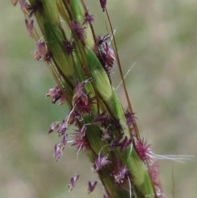 Sporobolus sp. (A Rat's Tail Grass) at Molonglo Valley, ACT - 25 Jan 2022 by sangio7