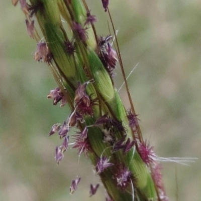 Sporobolus (genus) (A Rat's Tail Grass) at Molonglo Valley, ACT - 26 Jan 2022 by sangio7