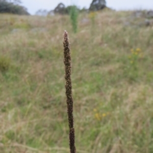 Sporobolus sp. at Molonglo Valley, ACT - 26 Jan 2022