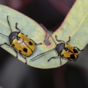 Cadmus (Cadmus) litigiosus at Hawker, ACT - 26 Jan 2022