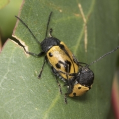 Cadmus (Cadmus) litigiosus (Leaf beetle) at Higgins, ACT - 24 Jan 2022 by AlisonMilton