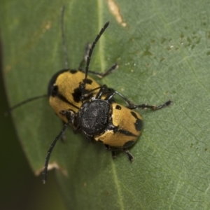 Cadmus (Cadmus) litigiosus at Higgins, ACT - 24 Jan 2022 12:46 PM