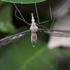 Geranomyia sp. (genus) at Higgins, ACT - 26 Jan 2022