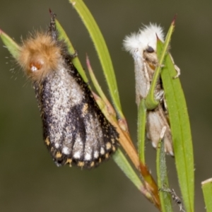 Epicoma contristis at Hawker, ACT - 26 Jan 2022