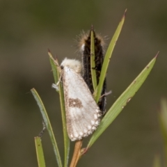 Epicoma contristis at Hawker, ACT - 26 Jan 2022